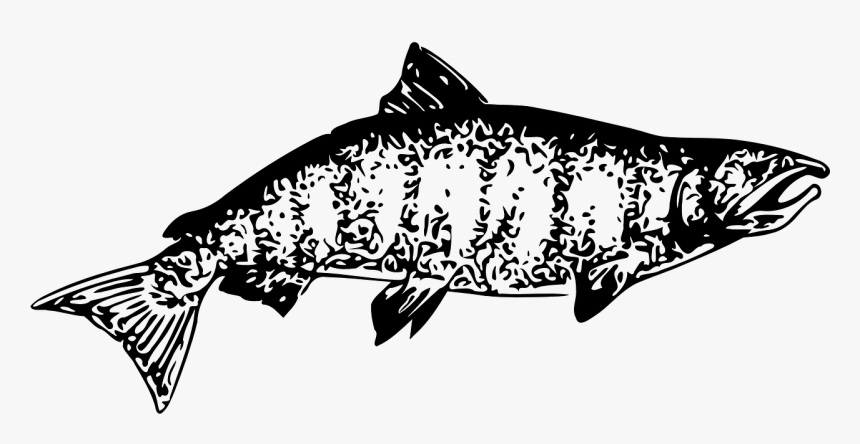 Chinook Salmon Clipart Black And White, HD Png Download, Free Download