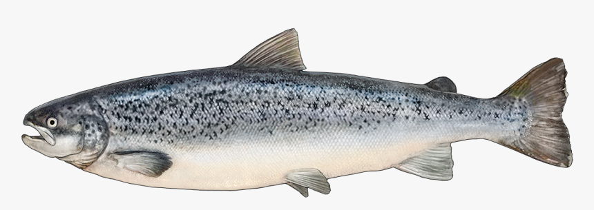 Http - //www - Fishbuoy - Com/images/images/fish Species - Identify Atlantic Salmon, HD Png Download, Free Download