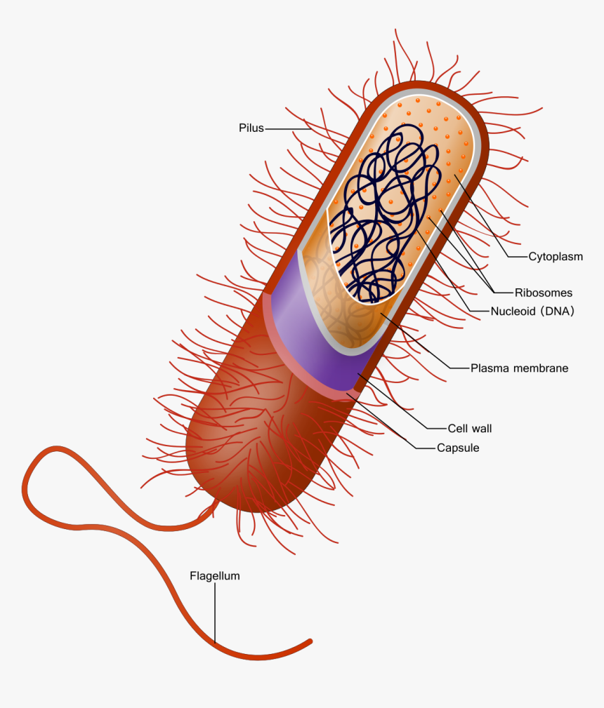 Capsule Bacteria, HD Png Download, Free Download