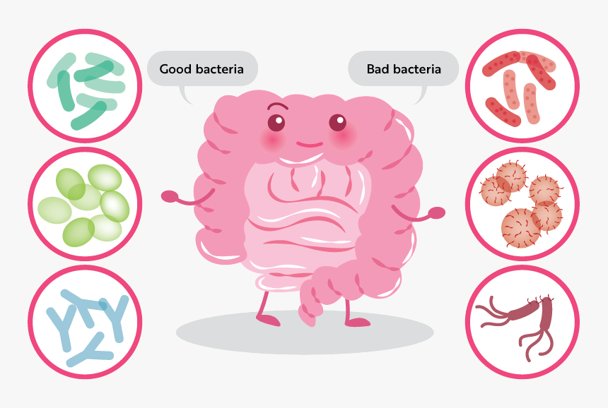 Reset Your Gut Health Series - Intestino Caricatura, HD Png Download, Free Download