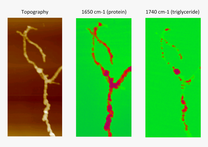 Afm-ir Of Streptomyces Bacteria - Streptomyces Afm, HD Png Download, Free Download