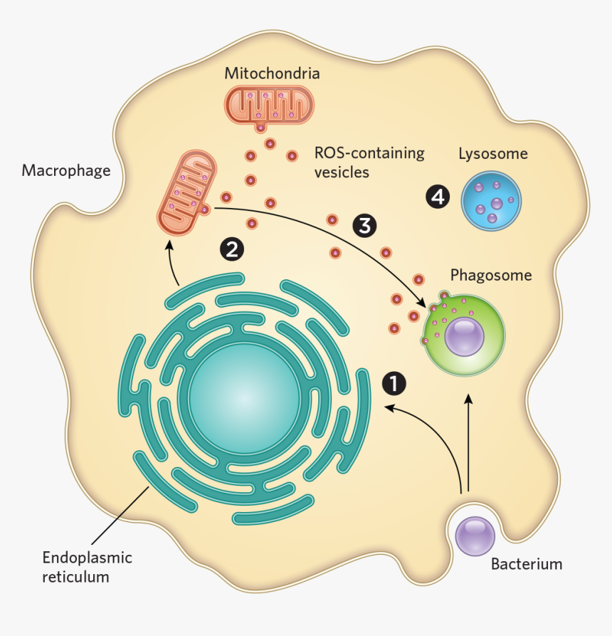 Bacteria Mitochondria, HD Png Download, Free Download