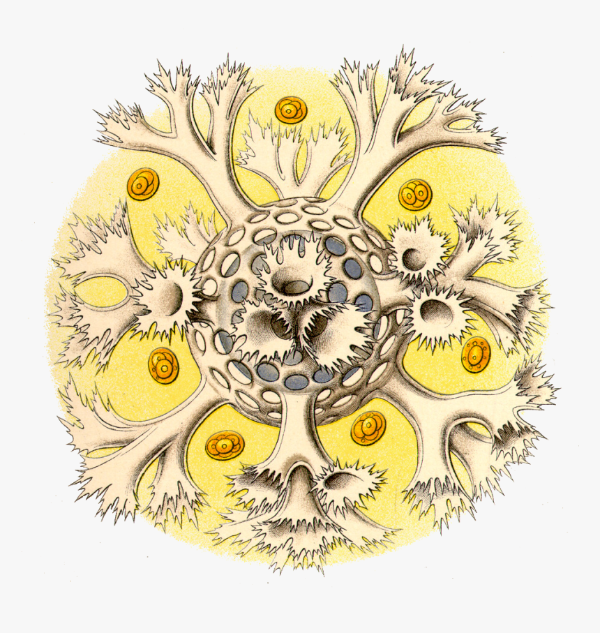 Transparent Horns Png - Bacteria Ernst Haeckel, Png Download, Free Download