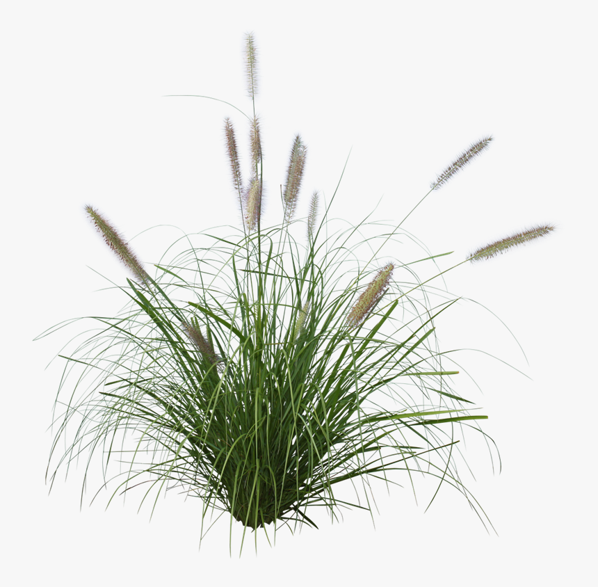 Pennisetum Grass Png , Png Download - Pennisetum Alopecuroides Png, Transparent Png, Free Download