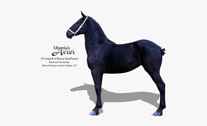 Stallion, HD Png Download, Free Download