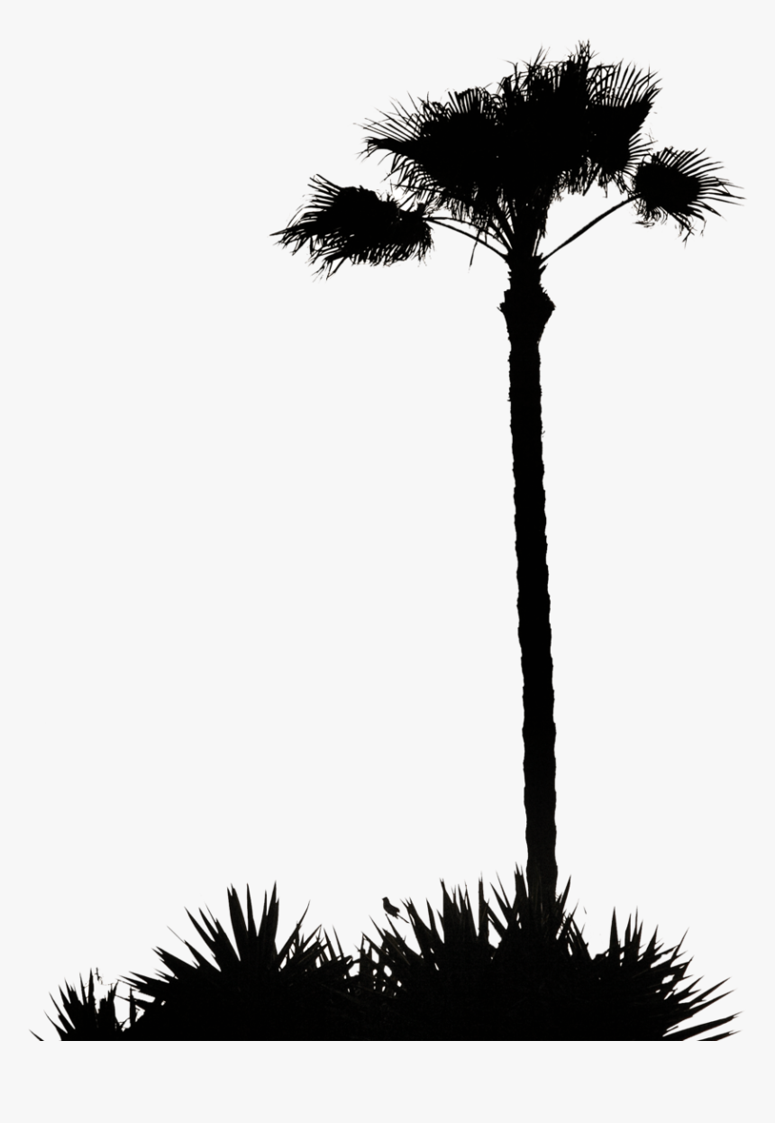 Grass Silhouette Png - Tall Palm Tree Silhouette, Transparent Png, Free Download