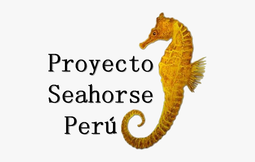 Seahorse Peru, HD Png Download, Free Download