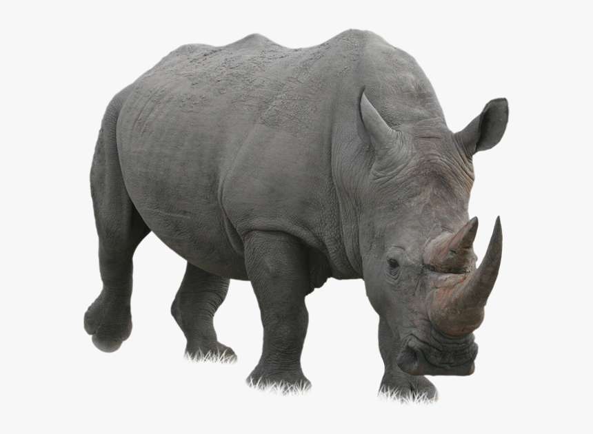 rhino png rhinoceros png transparent png kindpng rhino png rhinoceros png transparent