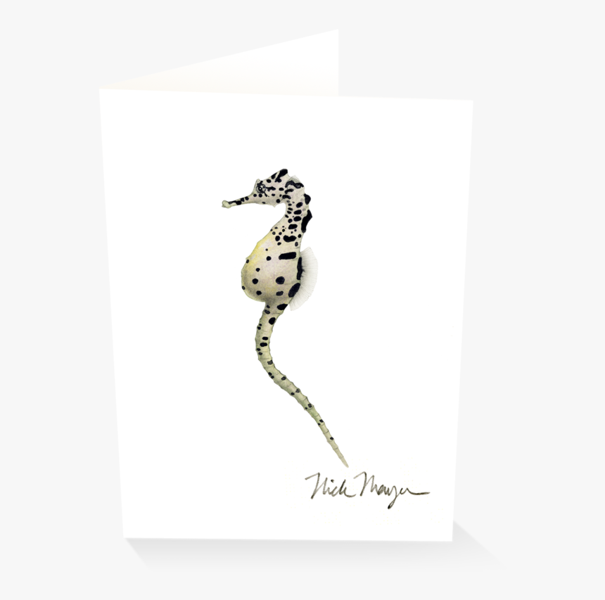 Pot Bellied Seahorse - Northern Seahorse, HD Png Download, Free Download