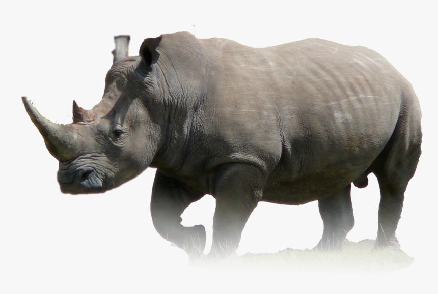 Javan Rhinoceros Animal Wildlife Lion - Rhino Png, Transparent Png, Free Download