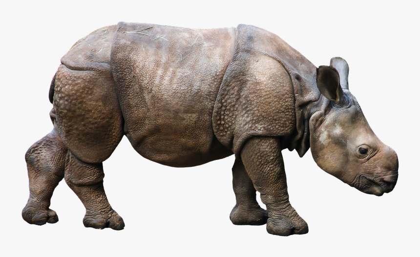 Transparent Rhyno Png - Rhinocéros Ionesco, Png Download, Free Download