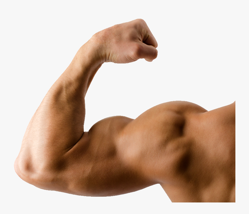 Muscle Png Image - Muscle Arms, Transparent Png, Free Download