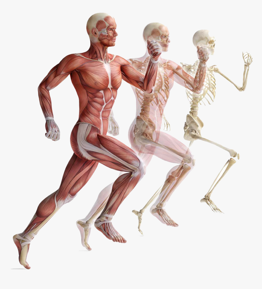 Организм png. Опорно двигательная система скелет и мышцы. Анатомия человека костно мышечная система. Анатомия Ода опорно-двигательного аппарата. Биомеханика опорно-двигательной системы человека.
