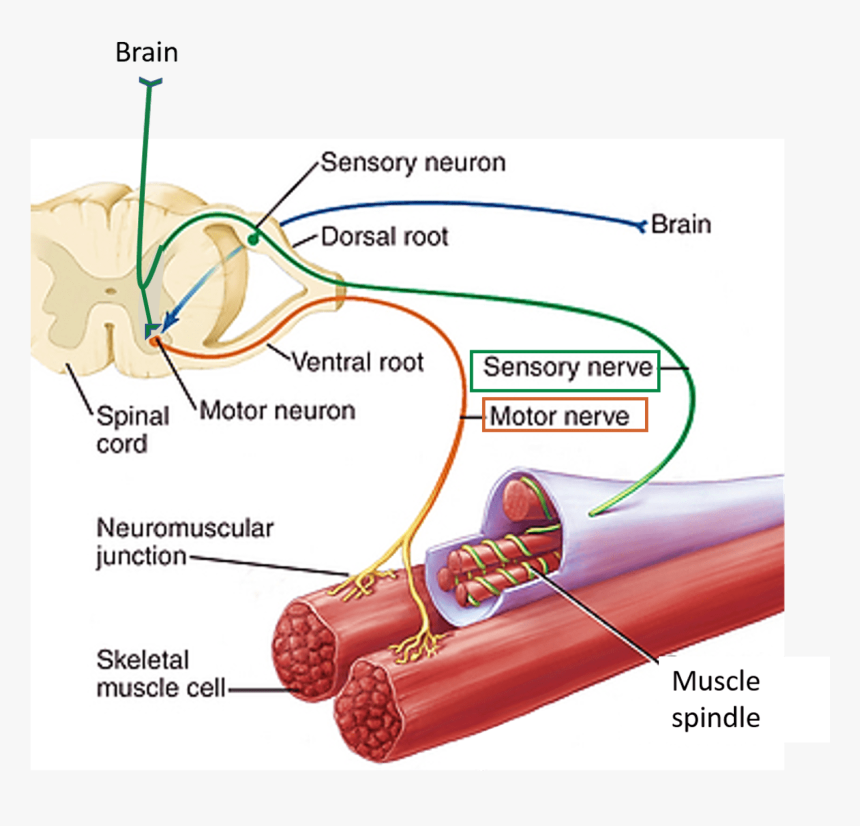 Nerve Supply Of Muscles - Nerve Supply Of Muscle Spindle, HD Png Download, Free Download