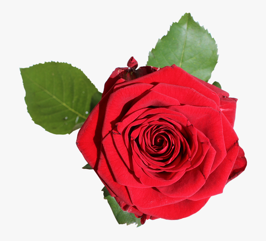 Red Rose With Green Leaves - 장미 Png, Transparent Png, Free Download