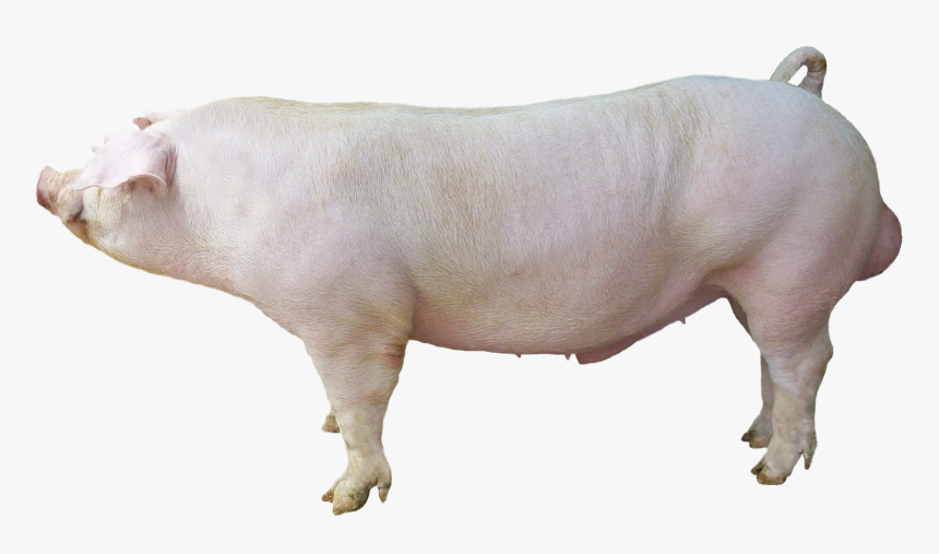 Large White Hog, HD Png Download, Free Download