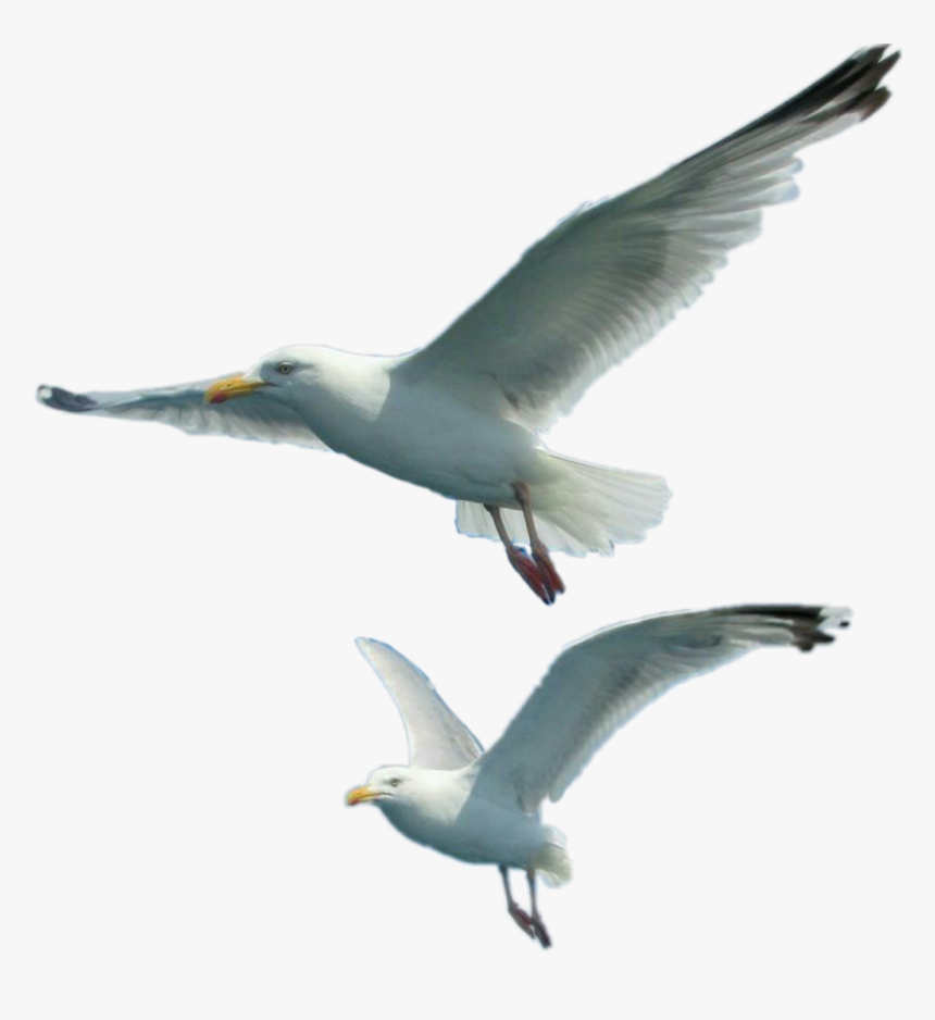 European Herring Gull - Gulls, HD Png Download, Free Download