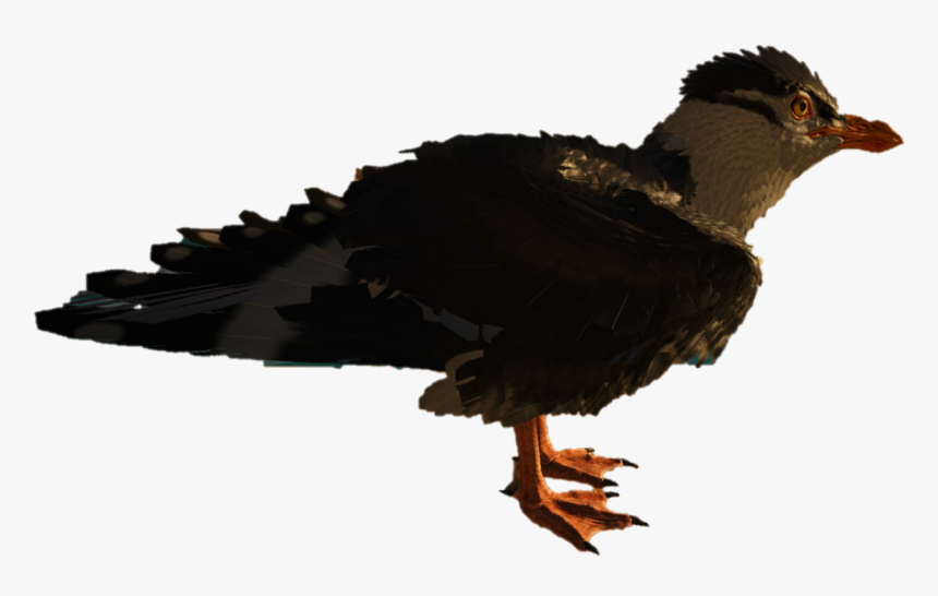 Seabird, HD Png Download, Free Download