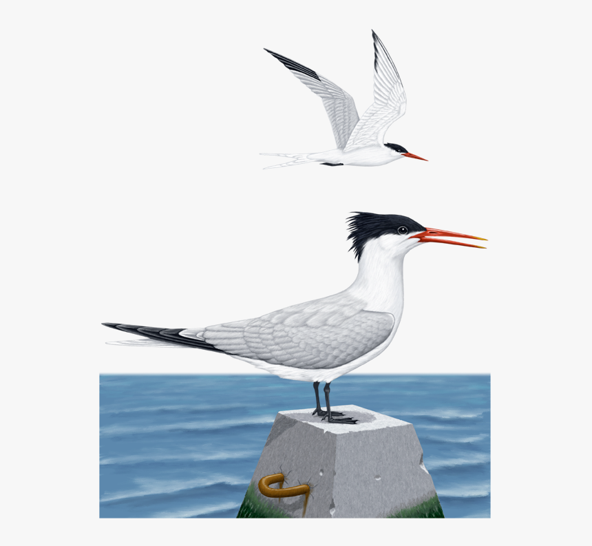 Arctic Tern, HD Png Download, Free Download