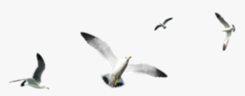 #seagull #seagulls #bird #birds #terrieasterly - Pigeon Flying Group Png Hd, Transparent Png, Free Download