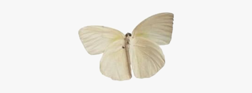 #moodboard #aesthetic #niche #filler #png #white #moth, Transparent Png, Free Download