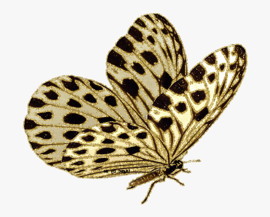 Jpg формат gif. Движущие бабочки. Анимационные бабочки. Анимации движущиеся бабочки. Бабочки для презентации анимация.