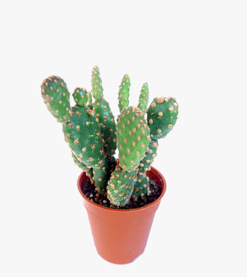 Bunny Ears Cactus Info, HD Png Download, Free Download
