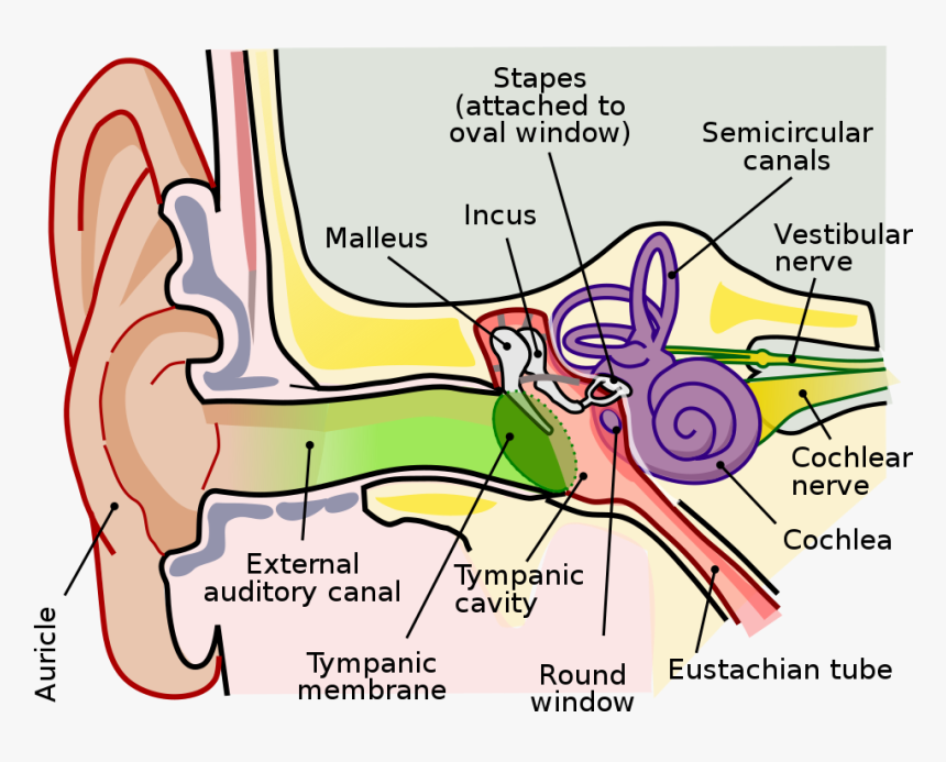 Anatomy Of The Human Ear, HD Png Download, Free Download