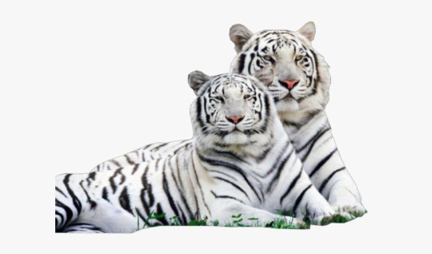 White Tiger Png Transparent Images - Royal Bengal Tiger White, Png Download, Free Download