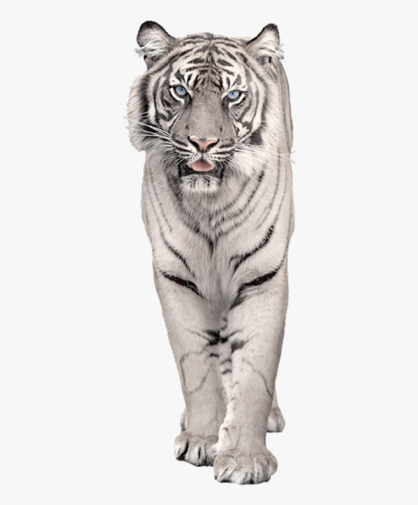 Transparent White Tiger Png, Png Download, Free Download