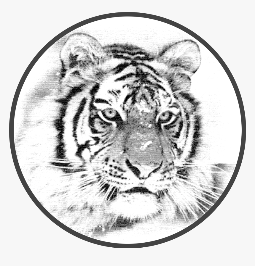 Siberian Tiger, HD Png Download, Free Download