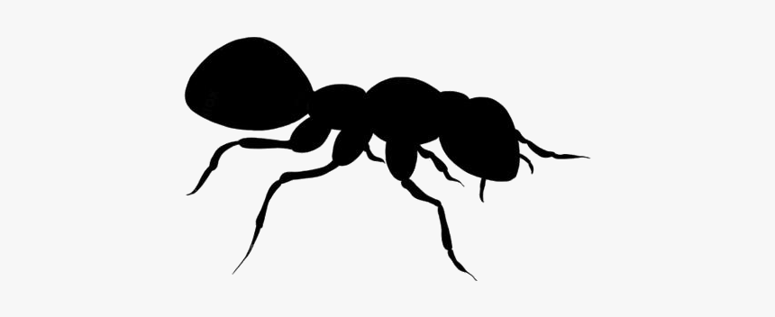 Black Ant Png Transparent Background - Carpenter Ant, Png Download, Free Download