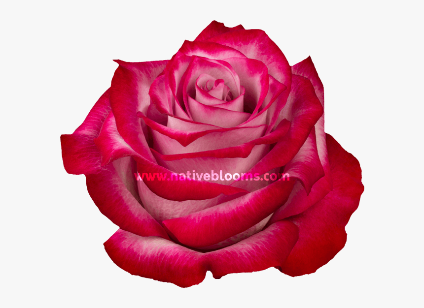 Floribunda, HD Png Download, Free Download