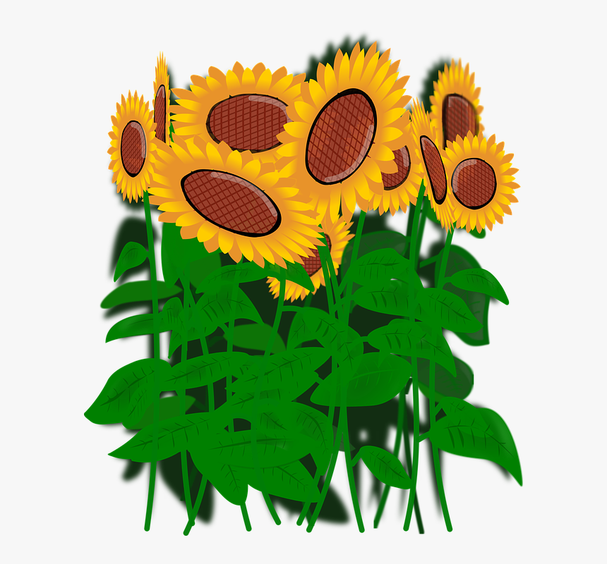 Transparent Sunflowers Png - Подсолнухи Вектор Пнг, Png Download, Free Download