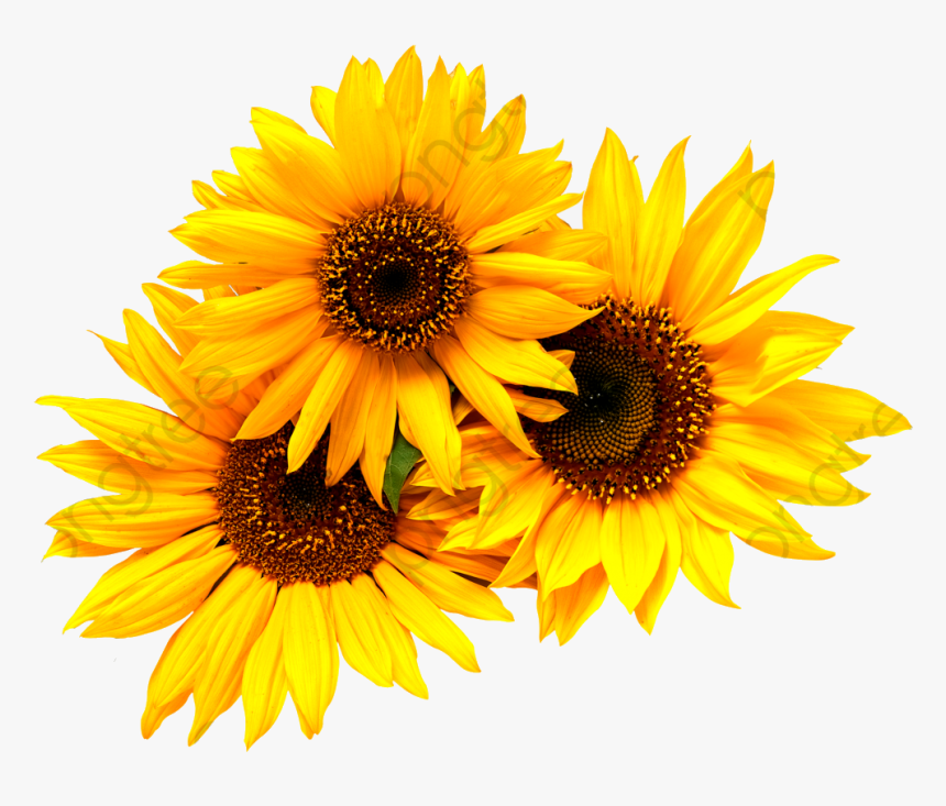 Free Free 55 Sunflower Clipart Svg Free SVG PNG EPS DXF File