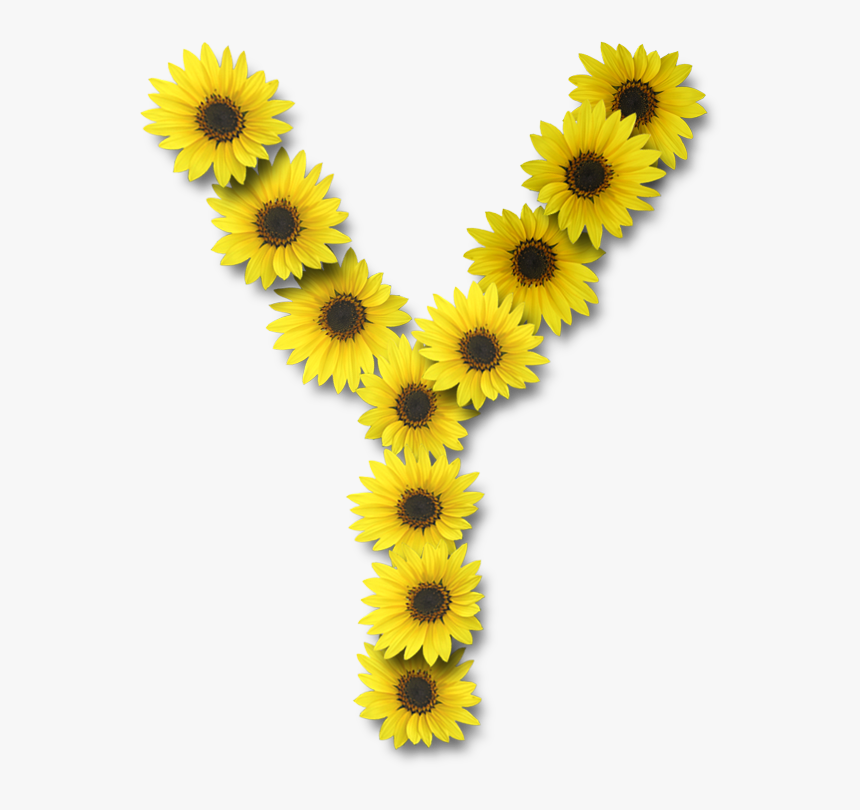 Sunflower Letter Y, HD Png Download, Free Download