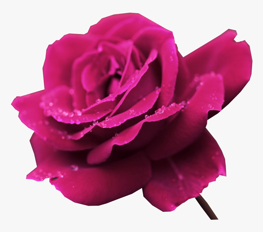 Rosa, For Computer Image - Imagenes Ultra 4k Flowers, HD Png Download, Free Download