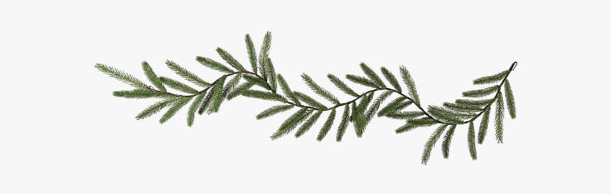 Garland Boda - Pond Pine, HD Png Download, Free Download