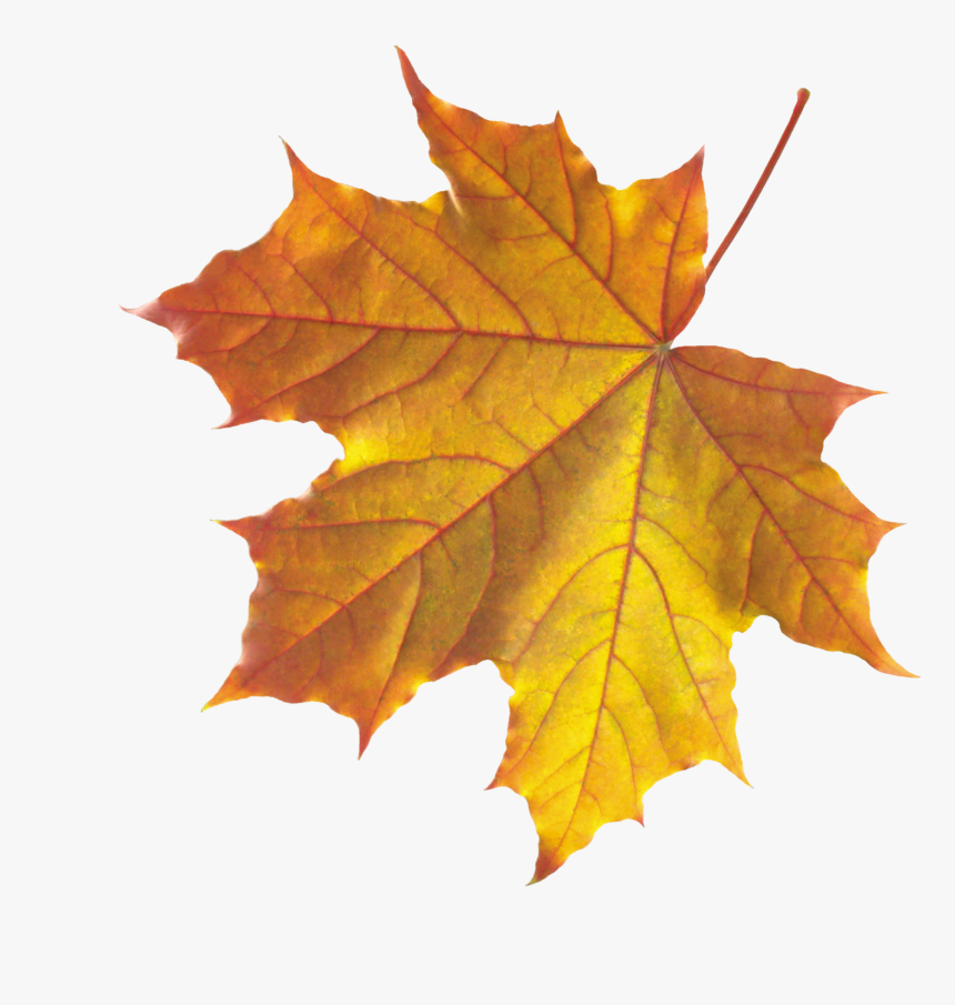 Yellow Autumn Leaves - Real Autumn Leaves Png, Transparent Png, Free Download