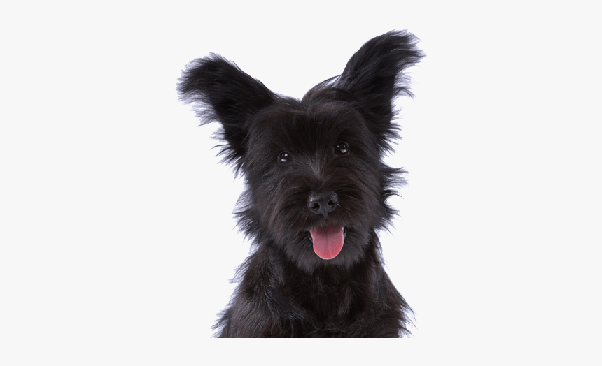 Companion Dog, HD Png Download, Free Download