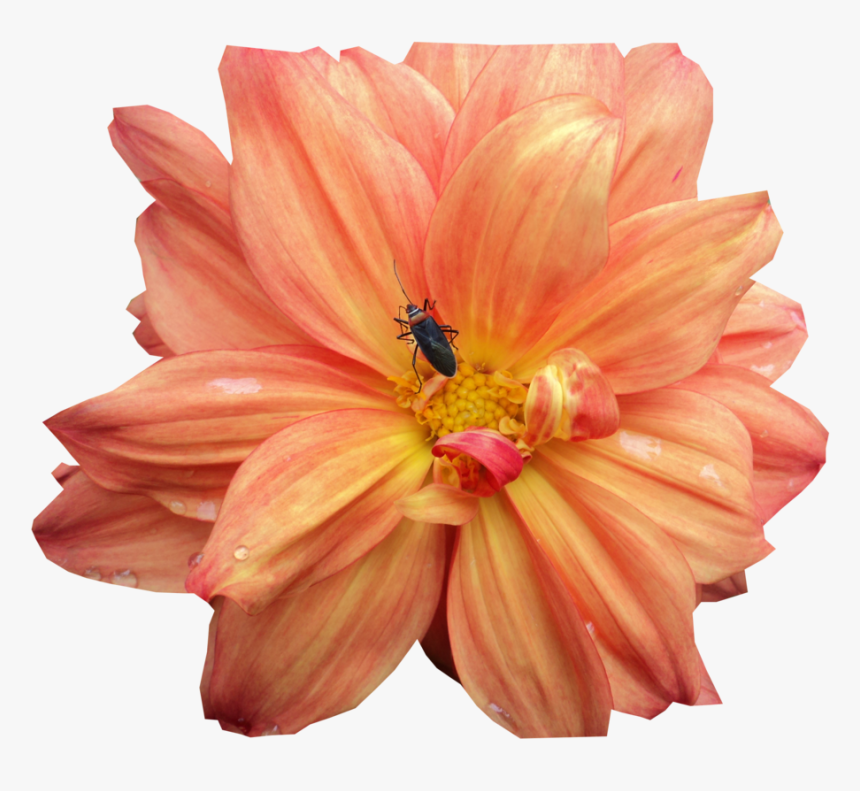 Clip Art National Flower Of Mexico - Dahlia, HD Png Download, Free Download