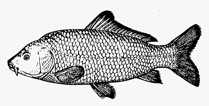 Drawing Of Carp, HD Png Download, Free Download