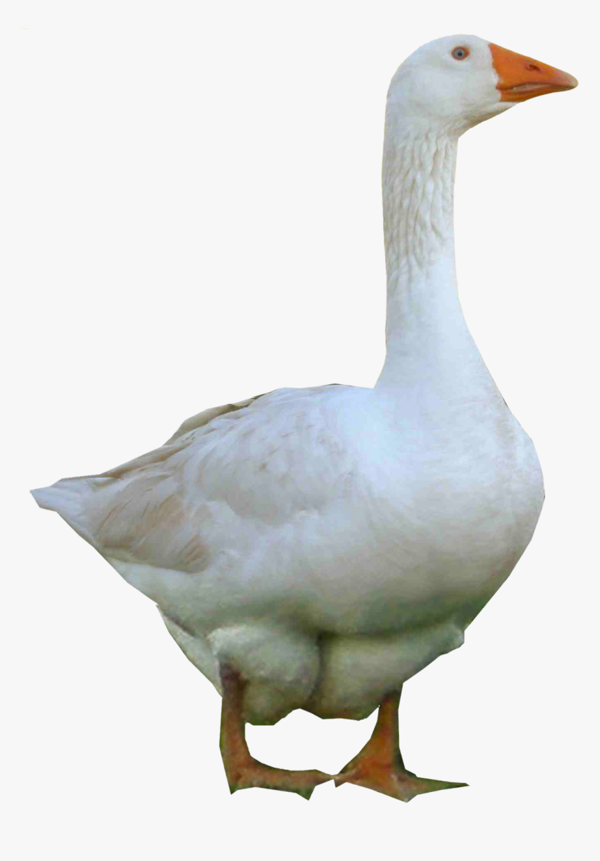 Bird,duck,ducks, Geese And Goose,neck - Goose Png, Transparent Png, Free Download