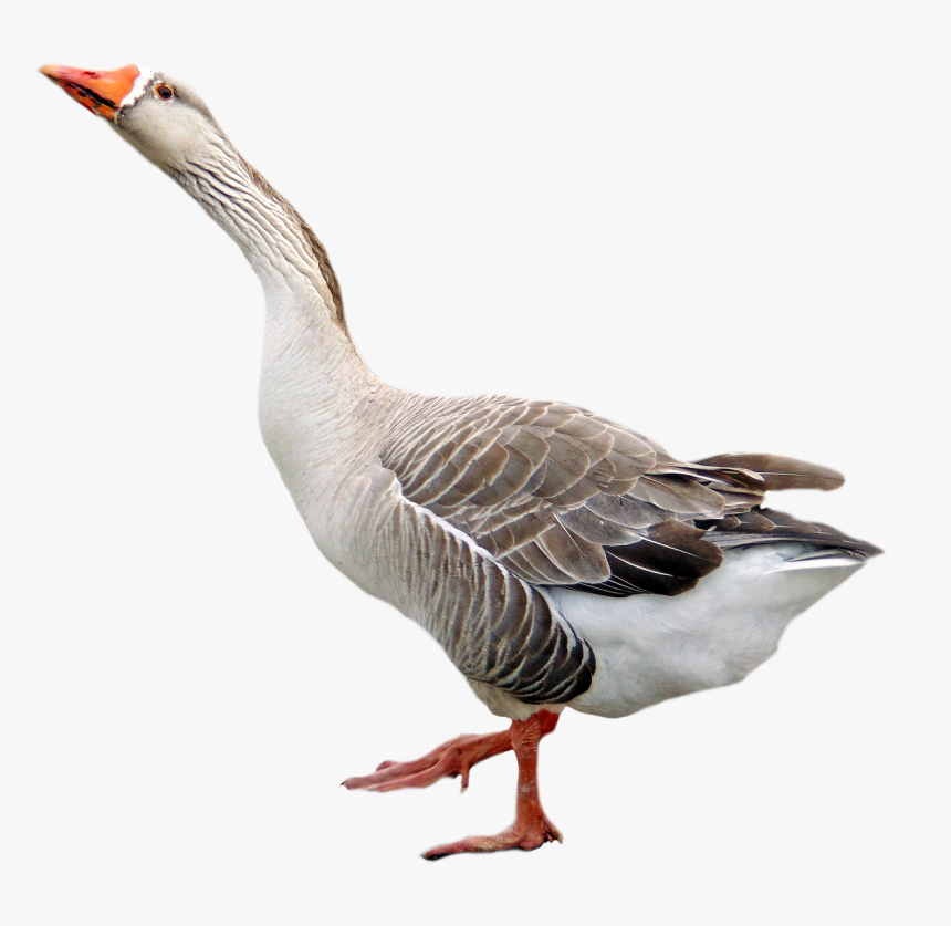 Goose Transparent Background, HD Png Download, Free Download