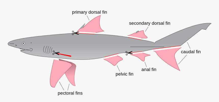 Shark Fin Png - Fins Of A Shark, Transparent Png, Free Download