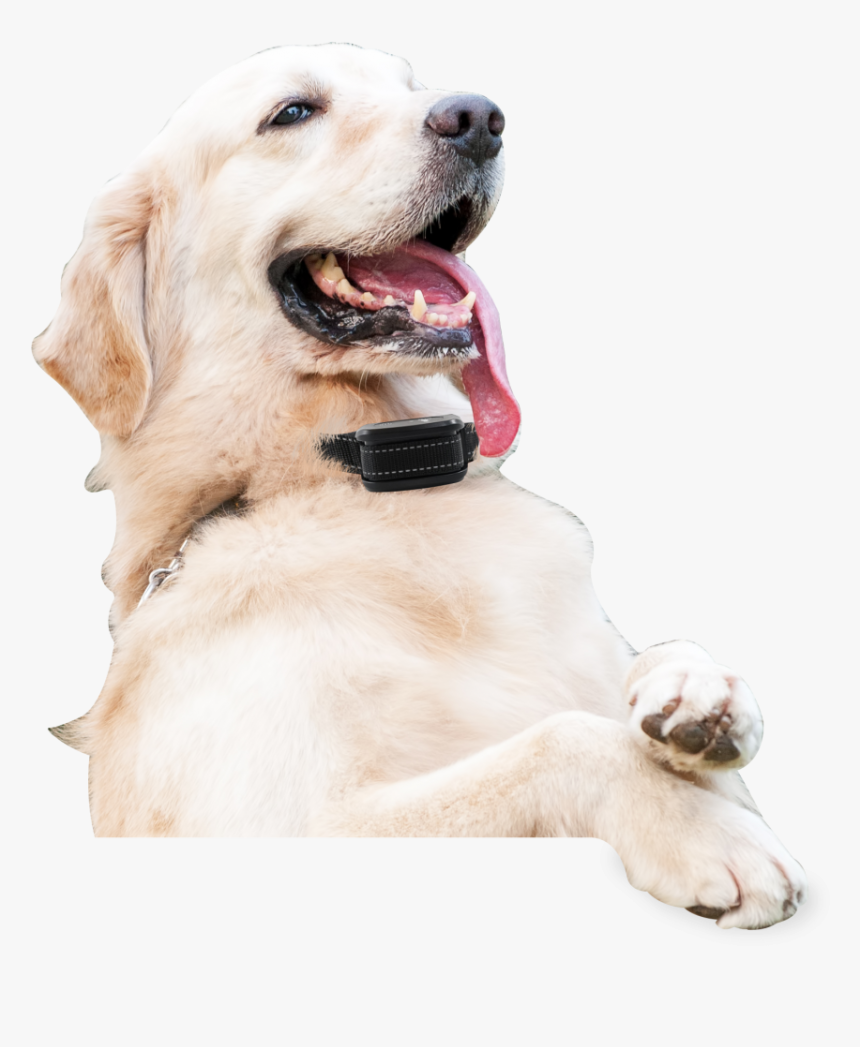 Dog Catches Something, HD Png Download, Free Download