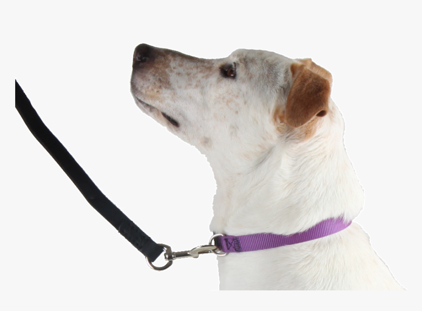 Flat Collar - Companion Dog, HD Png Download, Free Download