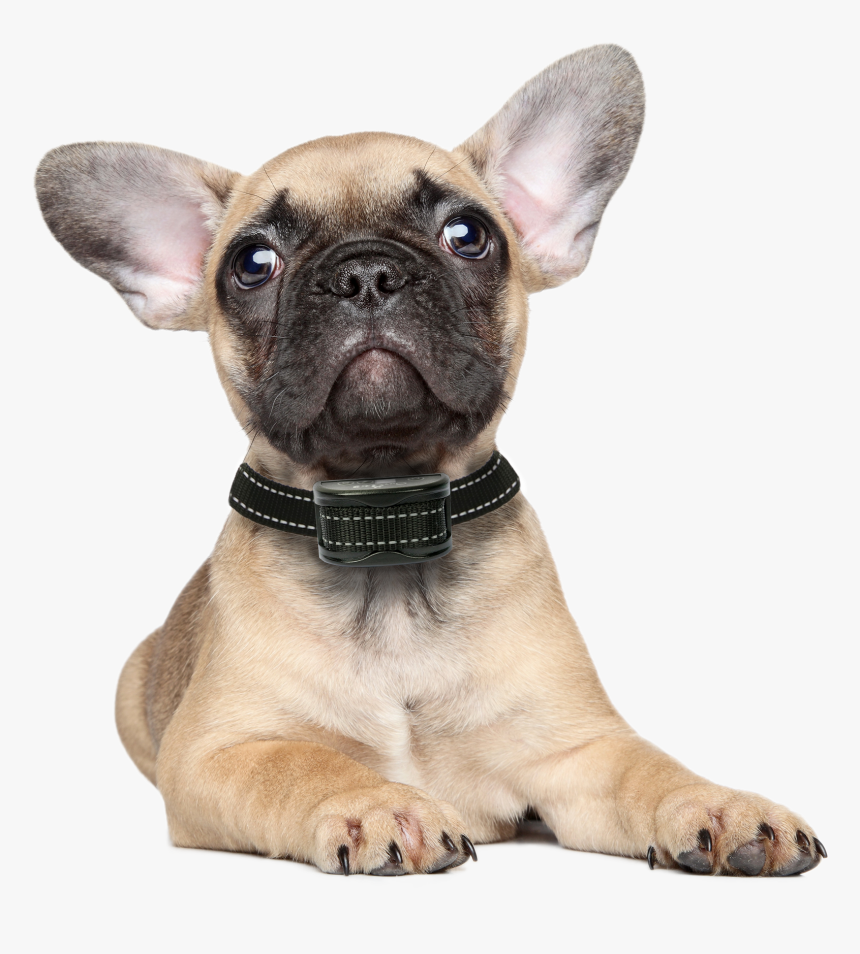 French Bulldog Puppy White Background, HD Png Download, Free Download