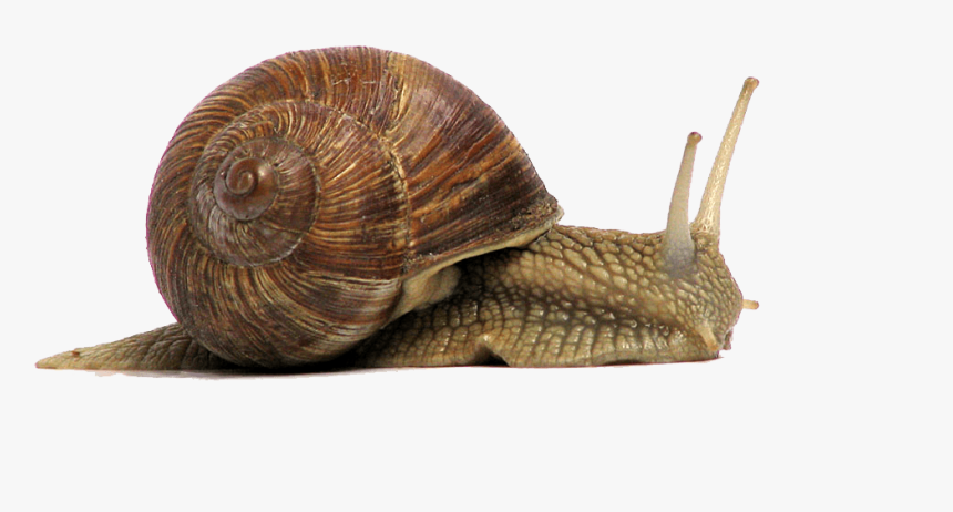 Snail Brown - Snail Png Transparent, Png Download, Free Download