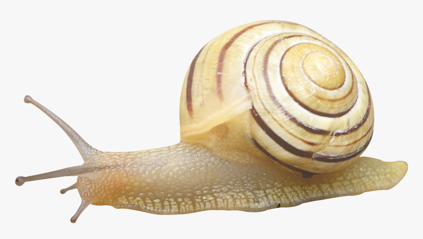 Snail Transparent, HD Png Download, Free Download